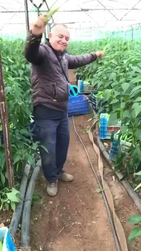 biber-fiyatlari-yukseldi-uretici-ciftetelli-oynadi-1610008552104.jpg Biber fiyatları yükseldi! Üretici çiftetelli oynadı-6