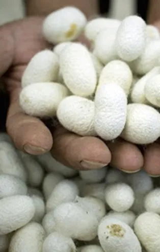 Bu meslek 40 günde 15 bin lira kazandırıyor!