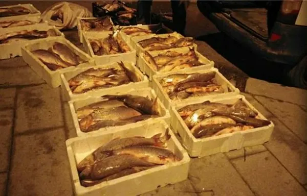 istanbulda-kacak-olarak-avlanan-400-kilogram-akbaliga-el-konuldu-1644991686245.jpg İstanbul'da kaçak olarak avlanan 400 kilogram Akbalığa el konuldu-3