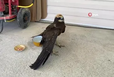 Kanadı kırık kartal bahçeye düştü!