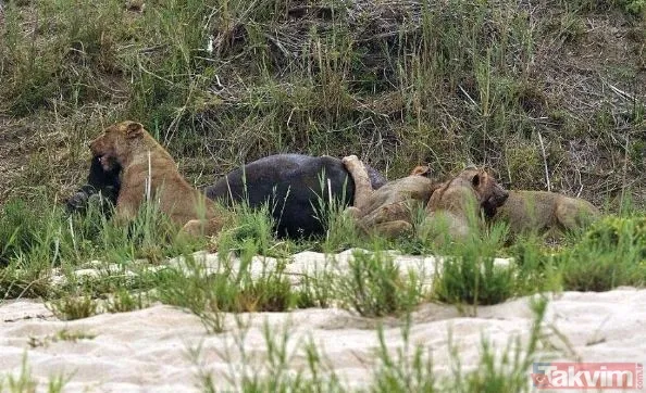 Ava giderken avlandı! Bir anda bufaloların arasında kalan aslanın zor anları (Aslan - Bufalo kavgası) - 5