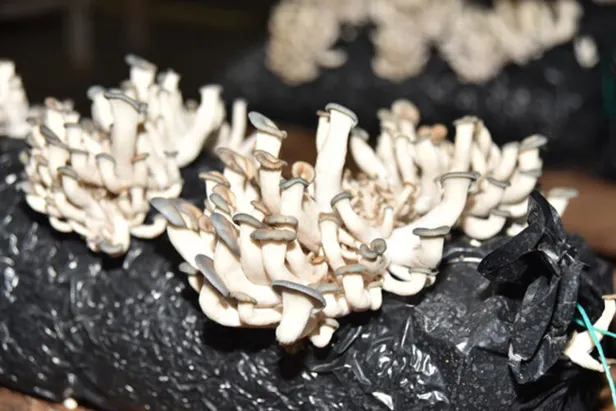 televizyonda-gorup-evde-bunu-yapti-aylik-kazanci-ise-dudak-ucuklatti-tam-45000-tl-kazaniyor-1613885017294.jpg Paraya para demiyor! Aylık kazancı ise dudak uçuklattı! Televizyonda görüp evde bunu yaptı! Tam 45.000 TL kazanıyor-2