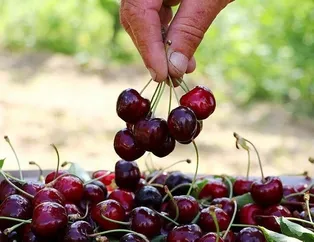 Kiraz ye sağlıklı kal