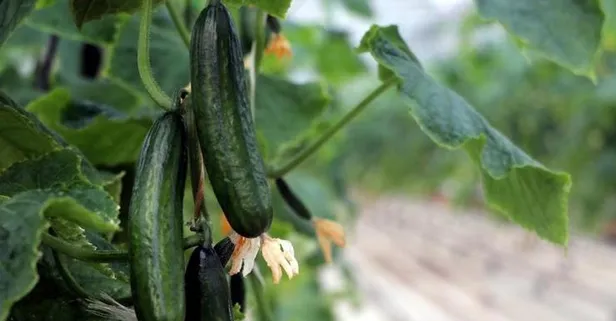 Pankreasa salatalık