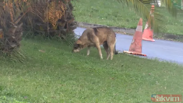 Bağcılar'da başıboş köpek saldırısı! Bacağından yakaladı - 2