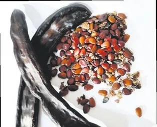 Kansızlığı bitiren, vücuda güç veren keçiboynuzu diyabetten koruyor