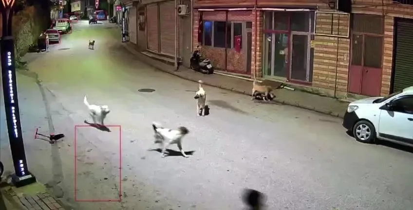 1784402179263.jpeg Ordu'da sokak köpekleri küçük çocuğa saldırdı-2