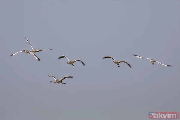 Minik allı turnalar (flamingolar) uçmayı İzmir Kuş Cenneti'ndeki doğal kreşte öğreniyorlar - 2