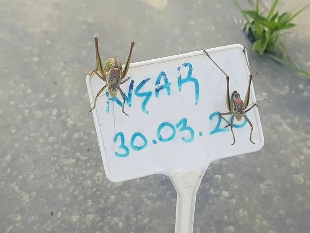 İzmir Tire'de çekirgeler, Akarca Ovası'nı istila etti-3