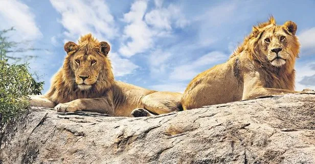 Hayvanat Bahçesi’ndeki aslanlar delta varyantına yakalandı Dünya haberleri