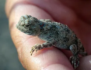 Nesli tükenmek üzereydi! O ilimizde görüntülendi