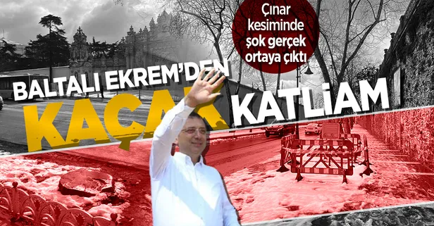 CHP'li İBB'nin Çırağan Caddesi'ndeki çınar katliamında flaş gelişme! Kesim izni alınmamış