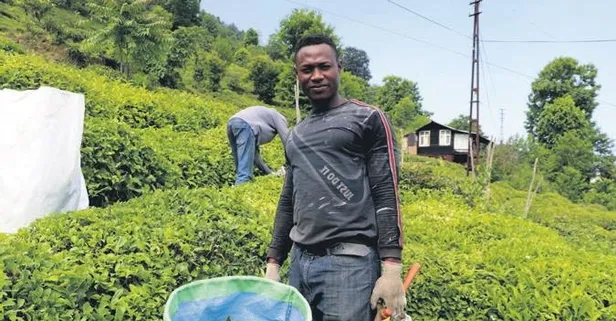 Rizeli üretici yaş çay hasadını Senegalli arkadaşlarıyla gerçekleştiriyor