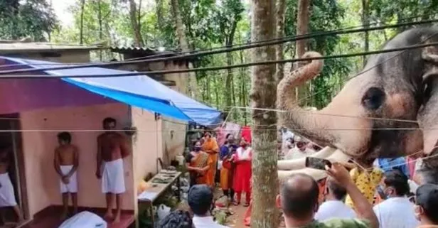 Hindistan’da bir fil, ölen bakıcısını son kez görmek için 24 kilometre yürüdü