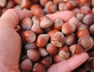 16 Nisan Cuma fındık fiyatları ne kadar? Kritik tarih verildi! 8 gün sonra... Ordu, Giresun, Zonguldak fındık kaç lira?