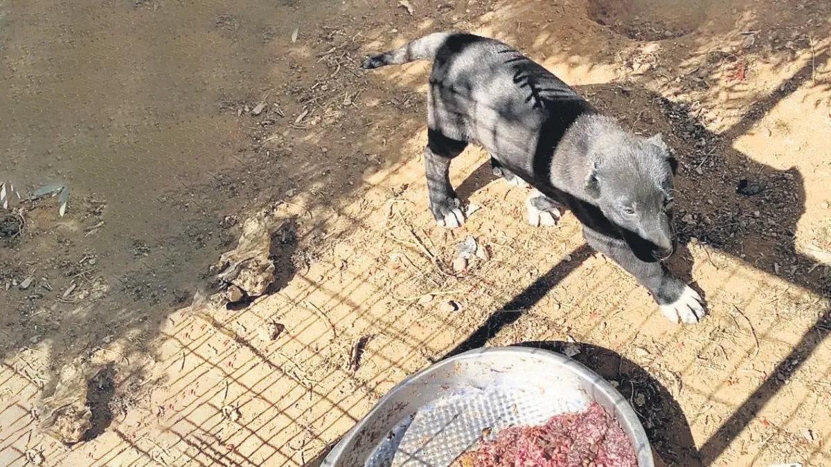 Antalya'da kaçak köpek çiftliğine baskın: Yavruların kulaklarını kesip sattılar