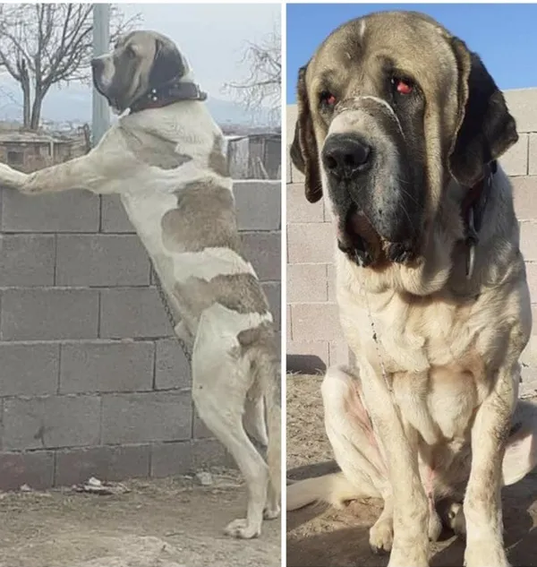 30-bin-tl-degerindeki-malakli-cinsi-kopegi-calindi-bulana-gorene-ve-haber-verene-yarim-altin-verecek-1633604194230.jpg 30 bin TL değerindeki 'Malaklı' cinsi köpeği çalındı! Bulana görene ve haber verene yarım altın verecek-6