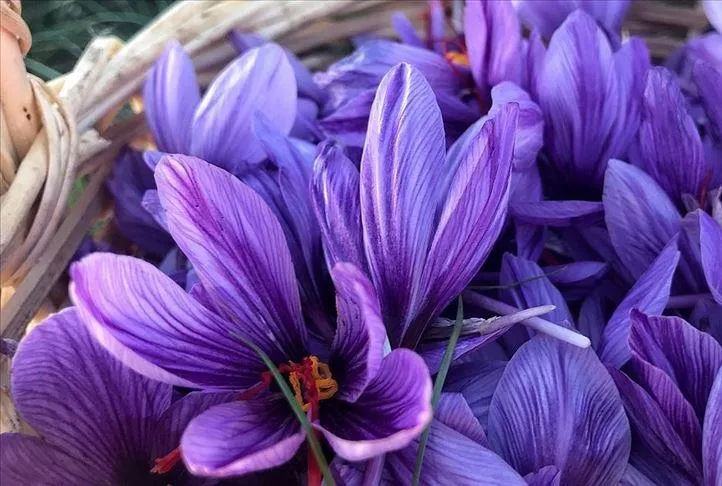 Tansiyonun dermanı safran