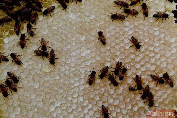 Kilosu 350 TL! 3 bin rakımda üretilen karakovan balından bu yıl 250 ton bekleniyor - 3