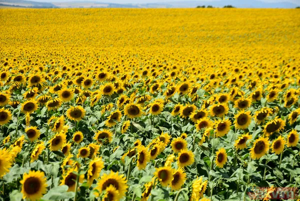 Trakya'da kanola yerini tekrar ayçiçeğe bıraktı - 19