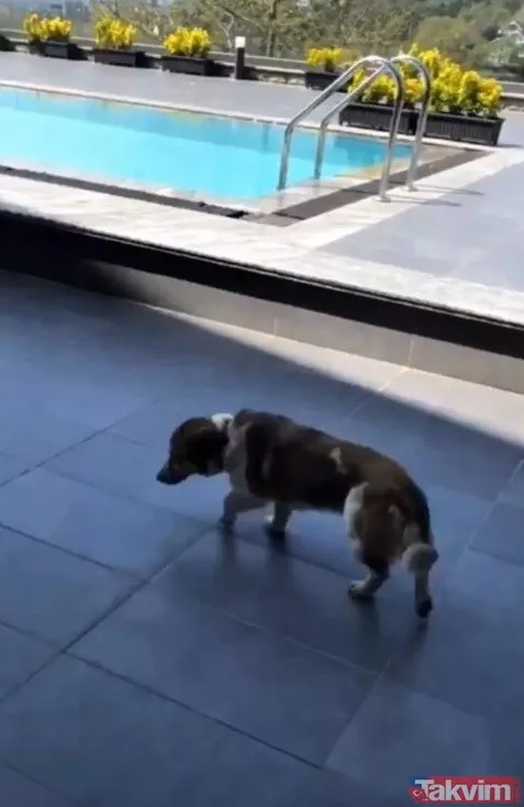 Fahriye Evcen - Burak Özçivit