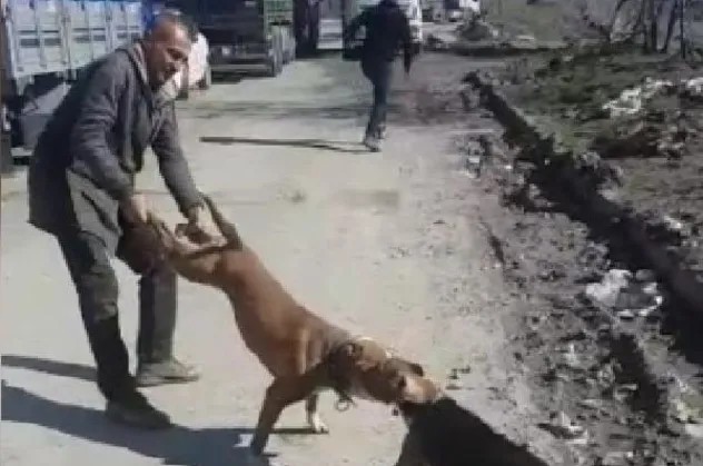 Sultangazi'de ağızlıksız ve tasmasız gezdirilen Pitbull'un esnafın köpeğine saldırdığı anlar kamerada!
