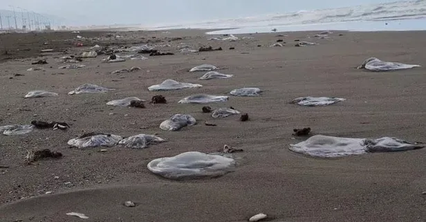Son dakika: Hatay'da yüzlerce denizanası sahile vurdu