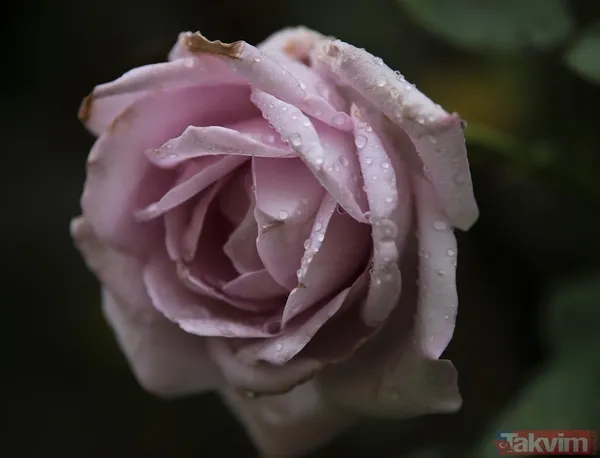 Peki Nasıl Oluyor? Gül Kök Hücrelerinin Beyaz Saçları Nasıl Eski Rengine Döndürdüğünü En Temel Haliyle Şu Üç Adımda Özetleyebiliriz: Uyuyan Hücreleri Uyandırır:...