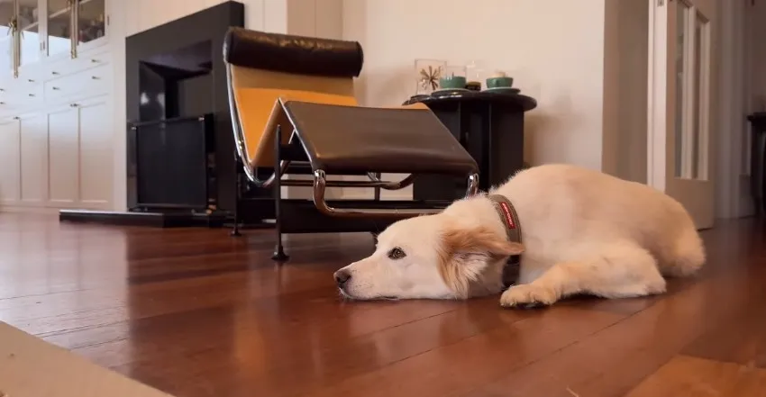 Bergüzar Korel’in İstanbul ve Londra’daki şık evleri hayran bırakıyor - 13