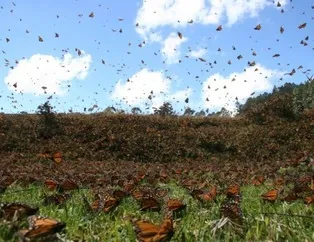 10 bin kelebeğin göç hikayesi