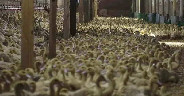 Komşuda alarm! Bulgaristan’da kuş gribi paniği! 19 bin tavuk itlaf edilecek