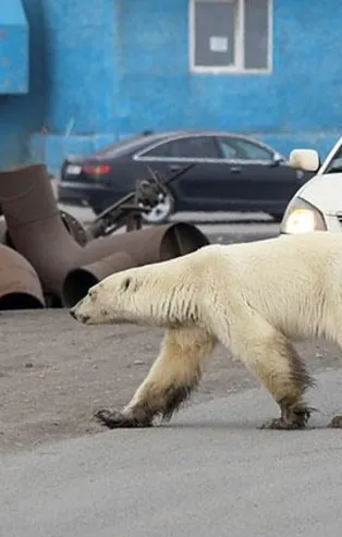 Sibirya'da aç ve bitkin kutup ayısı şehre indi! 40 yıl sonra bir ilk...