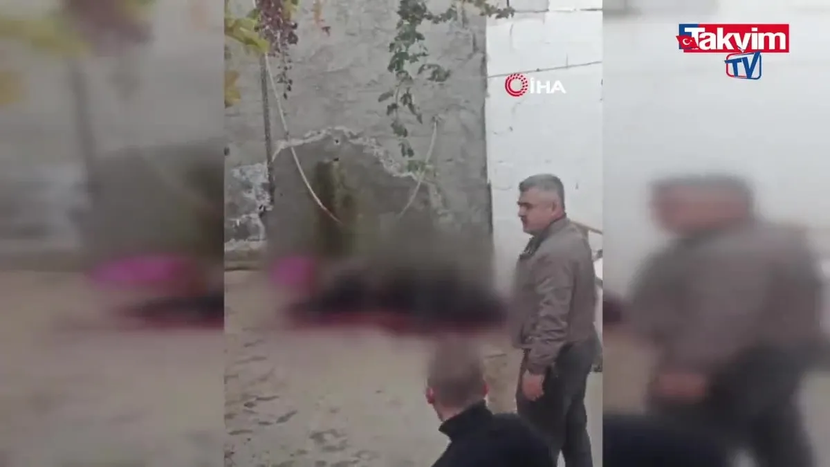 Köye inen domuz vatandaşlara saldırdı: 1 yaralı