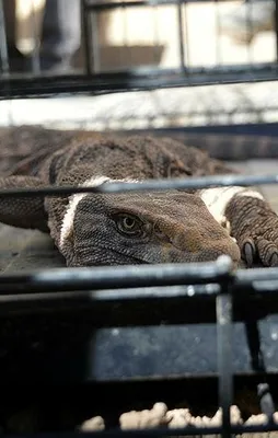 Cizre’de çöl varanı bulundu