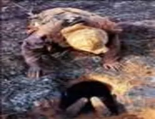 Anakondayı böyle yakaladılar