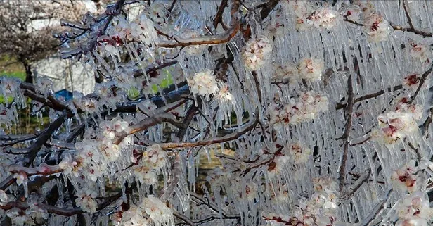 Zirai don sonrası fahiş fiyata karşı 81 ilde denetim! Manipülasyona fırsat verilmeyecek