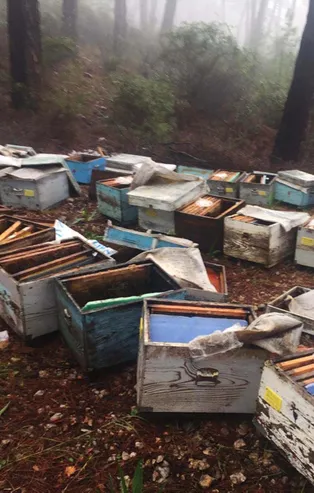 Muğla'da dehşet! Ayılar paramparça etti