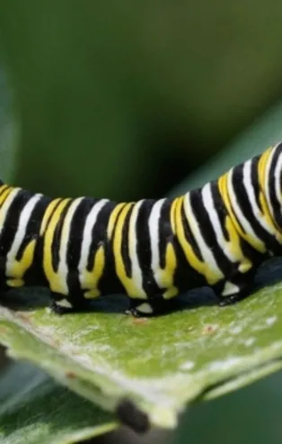 Rüyada tırtıl görmek ne anlama gelir?