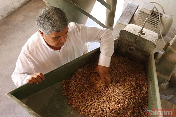 Başkan Erdoğan'ın ikramı satışları artırdı! Bucak salebinin kilosu 1500 liradan satılıyor - 2