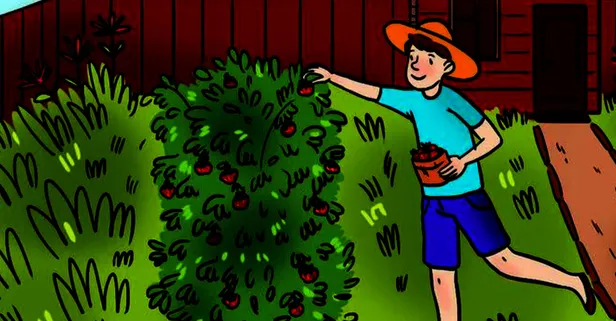 Çilek toplayan adam resmindeki hatayı dâhiler 12 saniyede buluyor! Her 100 kişiden 1'i yapabiliyor