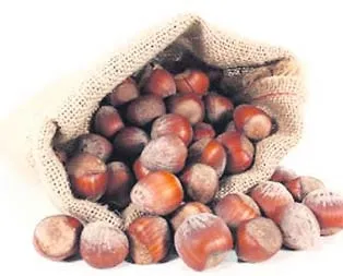 Uzun yaşamın sırrı fındık