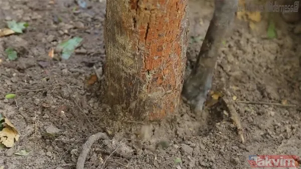 Sadece ağaç kullanarak öyle bir şey yaptı ki! YouTube videosu milyonlar izlendi - 9