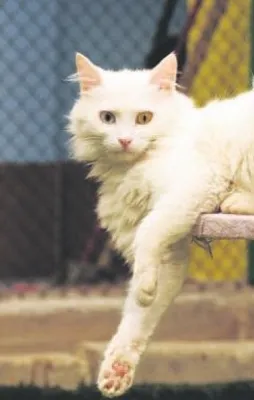 Van kedilerine otel hizmet