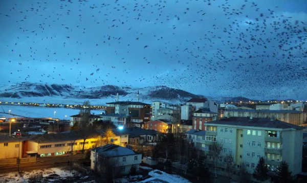 sehri-istila-ettiler-ardahanda-kargalar-korku-filmlerini-aratmiyor-1612940893439.jpg Şehri istila ettiler! Ardahan'da kargalar korku filmlerini aratmıyor-9