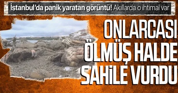 İstanbul Silivri’de ölü yengeç tedirginliği! Onlarcası sahile vurdu müsilajdan şüphe ediliyor