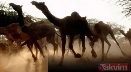 Avustralya’da 5 bin deve öldürüldü! Katliam devam edecek