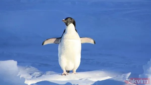 Son bakışı herkesi hüngür hüngür ağlattı! İşte başına buyruk nihilist penguenin hikayesi - 4