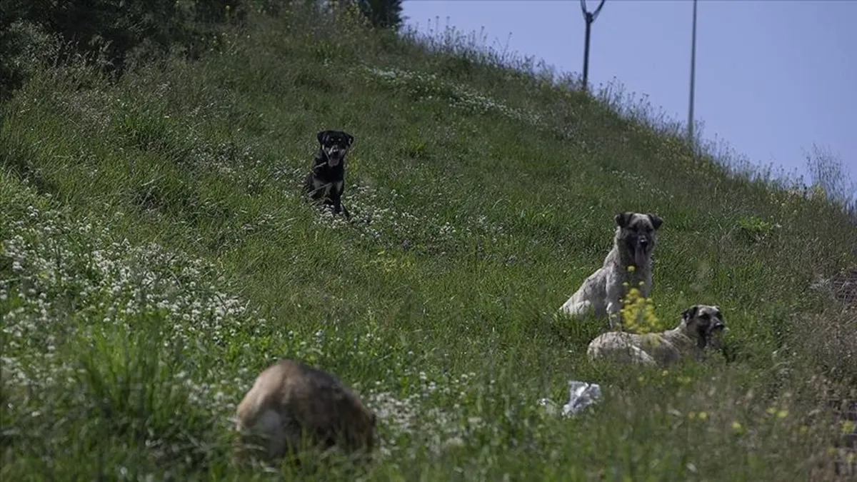 İzmir'de başıboş dehşet! Köpekten kaçarken otomobilin çarptığı kadın hayatını kaybetti