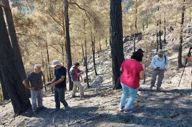Yangın felaketinin yaşandığı bölgeden sevindiren haber: Karıncalar yuva yaptı çalılar filizlendi