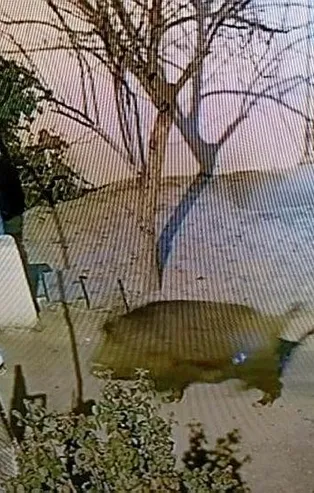 Seslere uyandılar hayatlarının şokunu yaşadılar: Darende'de yaban domuzları şehre indi
